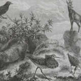 Wallace, A.R. - photo 2