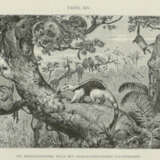 Wallace, A.R. - photo 5