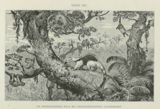 Wallace, A.R. - photo 5