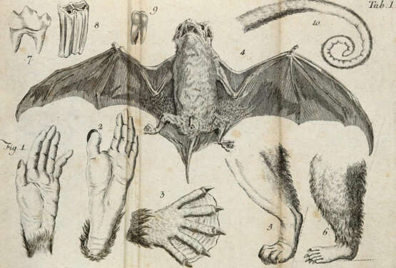 Blumenbach, J.F. - фото 2