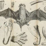 Blumenbach, J.F. - фото 2