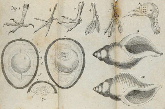 Blumenbach, J.F. - фото 3