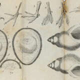 Blumenbach, J.F. - фото 3