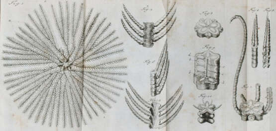 (Adelung, J.C.). - photo 3 (Adelung, J.C.). - photo 3