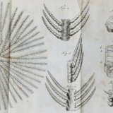 (Adelung, J.C.). - photo 3