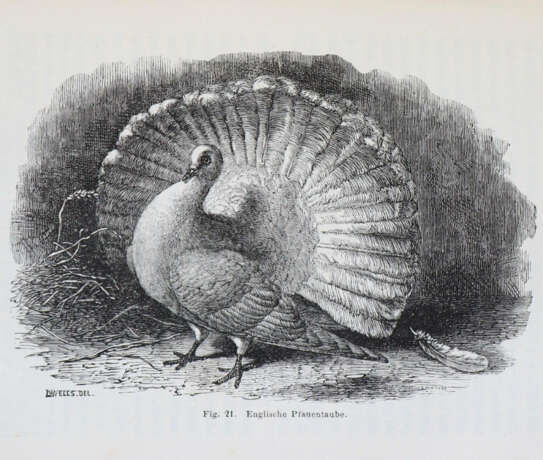 Darwin, C. - фото 2