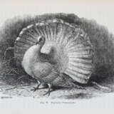 Darwin, C. - фото 2