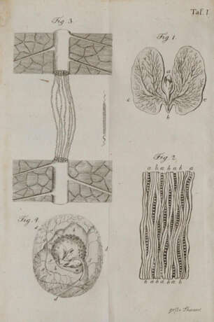 Darwin, E. - фото 3 Darwin, E. - фото 3