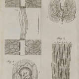 Darwin, E. - фото 3