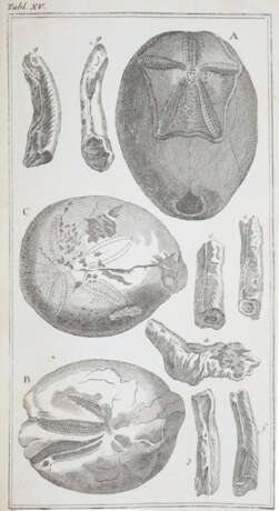 Klein, T. - photo 2 Klein, T. - photo 2