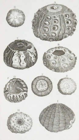 Klein, T. - photo 3 Klein, T. - photo 3