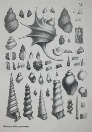 Roemer, F.A. - фото 1