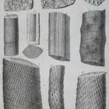 Roemer, F.A. - фото 3