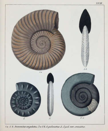 Schmidt, F.A. - фото 2