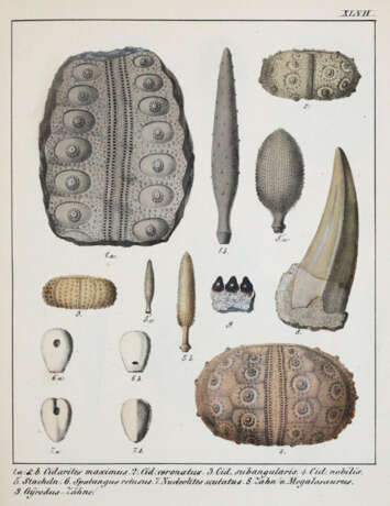 Schmidt, F.A. - фото 4