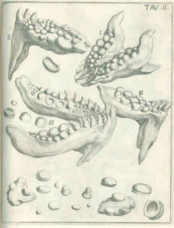 Scilla, A. - фото 2