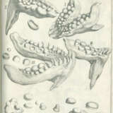 Scilla, A. - фото 2