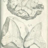 Scilla, A. - фото 3