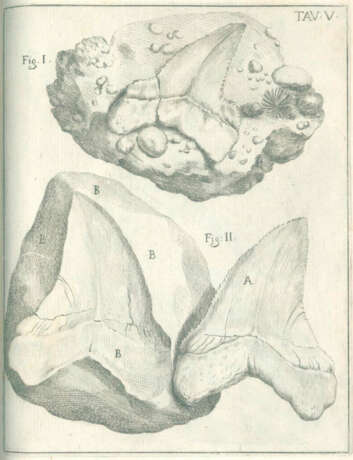 Scilla, A. - фото 3