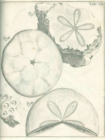 Scilla, A. - фото 4