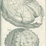 Scilla, A. - фото 5