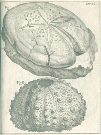 Scilla, A. - фото 5