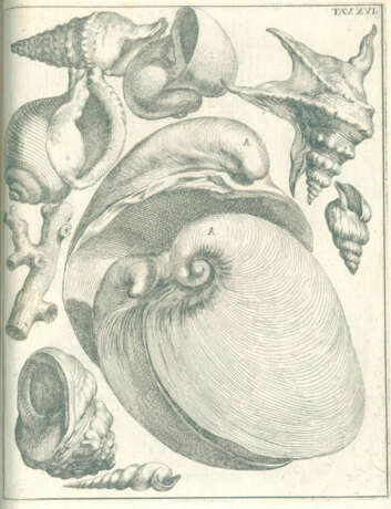 Scilla, A. - фото 6