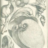 Scilla, A. - фото 6