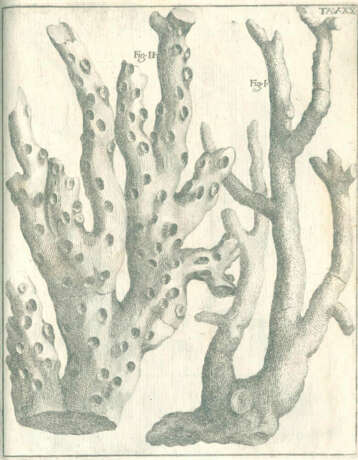 Scilla, A. - фото 7