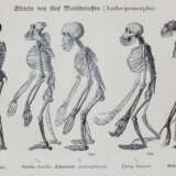 Haeckel, E. - photo 3