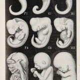 Haeckel, E. - photo 4