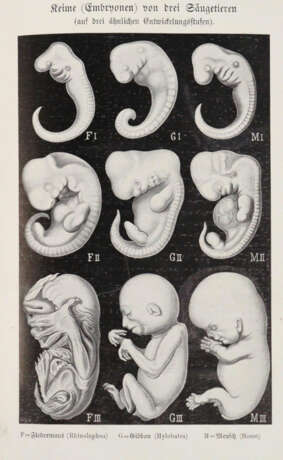 Haeckel, E. - photo 4