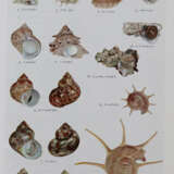 Hoikusha Illustrated Natural History - фото 2