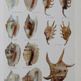 Hoikusha Illustrated Natural History - фото 3