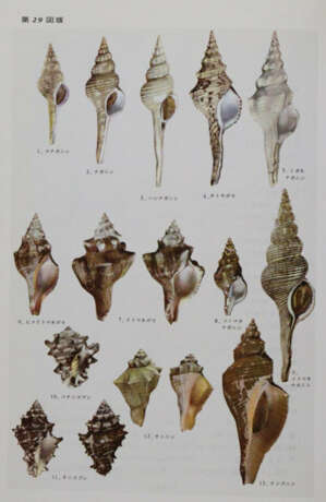 Hoikusha Illustrated Natural History - фото 4 Hoikusha Illustrated Natural History - фото 4