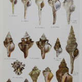 Hoikusha Illustrated Natural History - фото 4