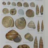 Hoikusha Illustrated Natural History - фото 5