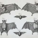 (LINNE, C. VON, - фото 1