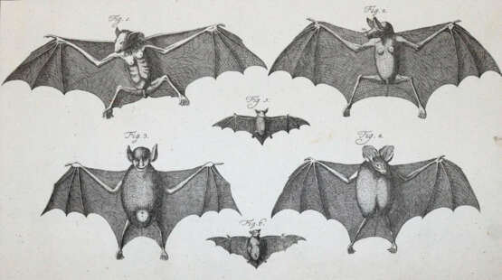 (LINNE, C. VON, - фото 1