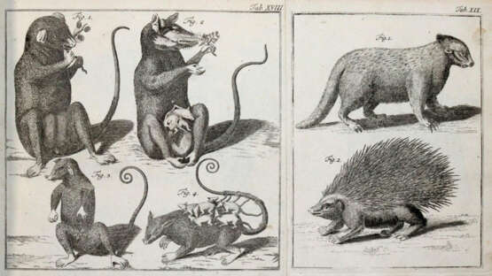 (LINNE, C. VON, - фото 2