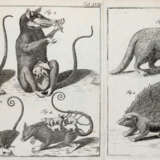 (LINNE, C. VON, - фото 2