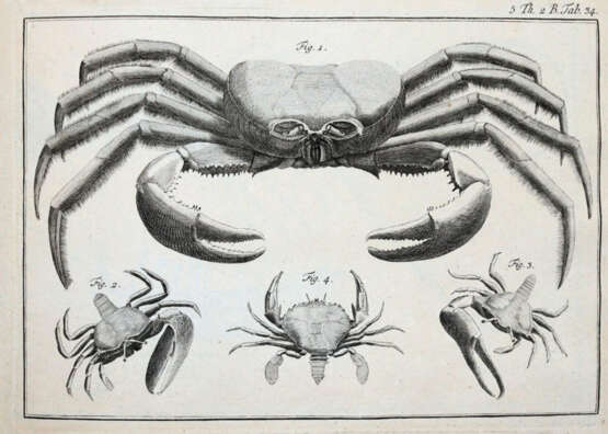 (LINNE, C. VON, - фото 4