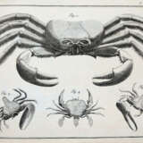 (LINNE, C. VON, - фото 4