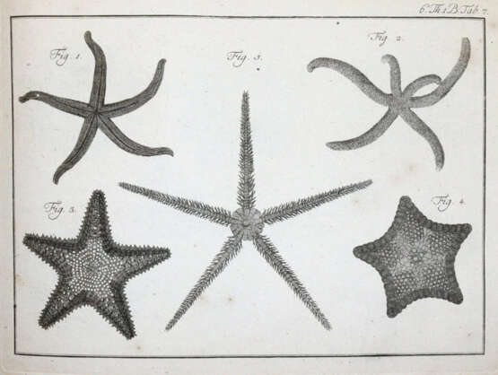 (LINNE, C. VON, - фото 5