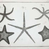 (LINNE, C. VON, - фото 5