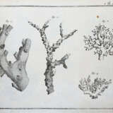 (LINNE, C. VON, - фото 6