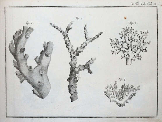 (LINNE, C. VON, - фото 6