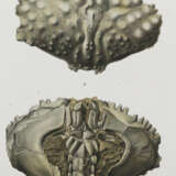 Reuss, A.v. - photo 2