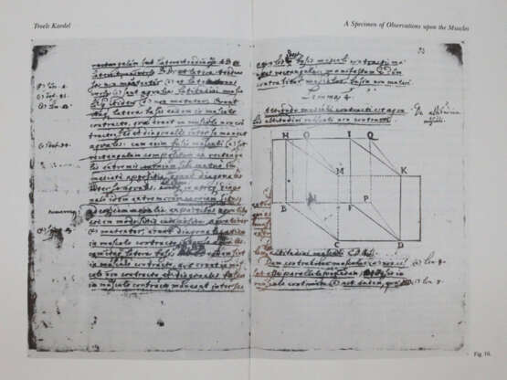 Steno, N. - фото 4 Steno, N. - фото 4
