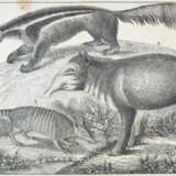 Trachsler, H. - Foto 1